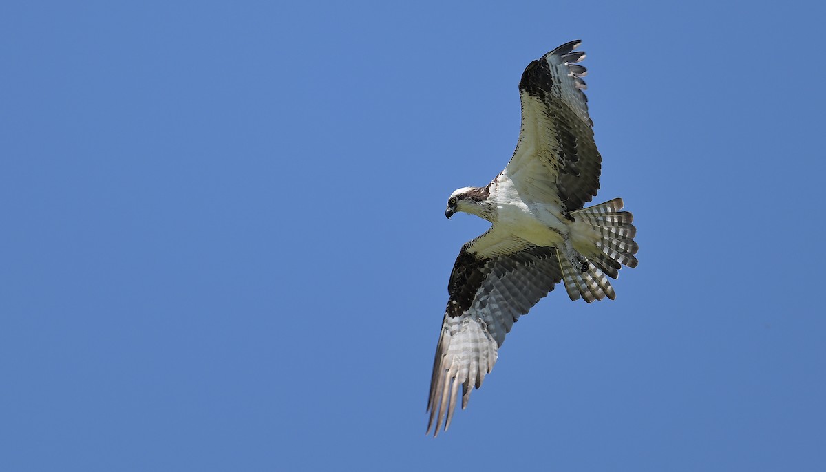 Osprey - ML638565735