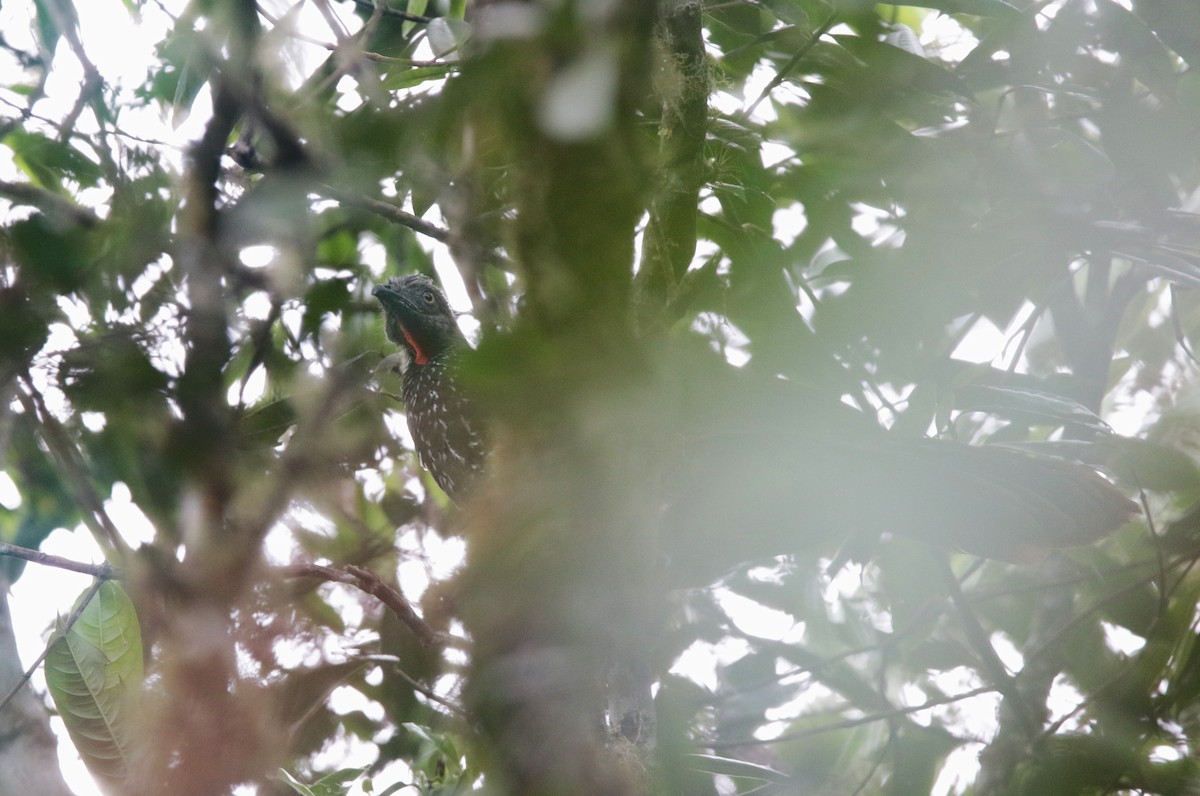Band-tailed Guan - ML638565739