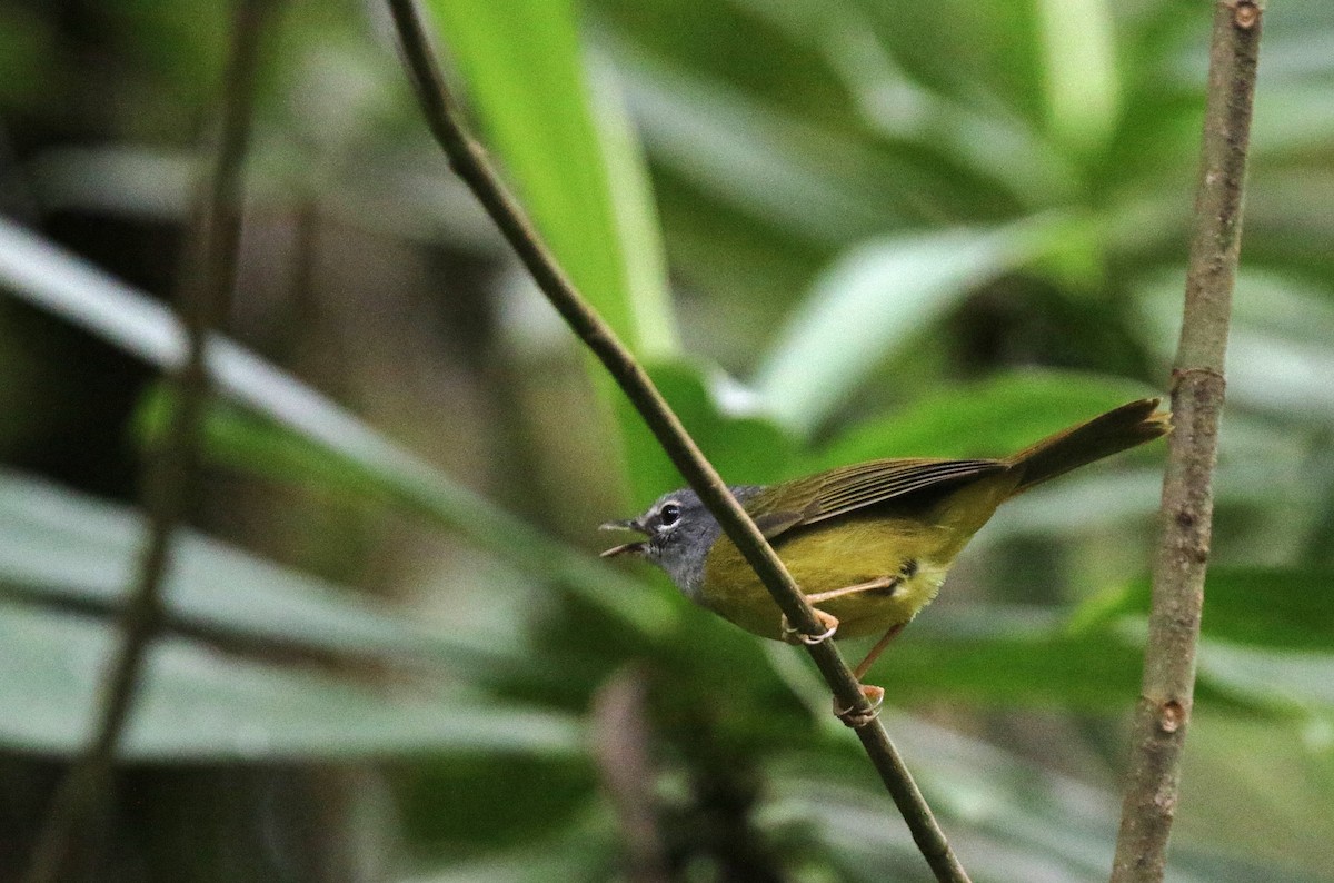 White-lored Warbler - ML638565753