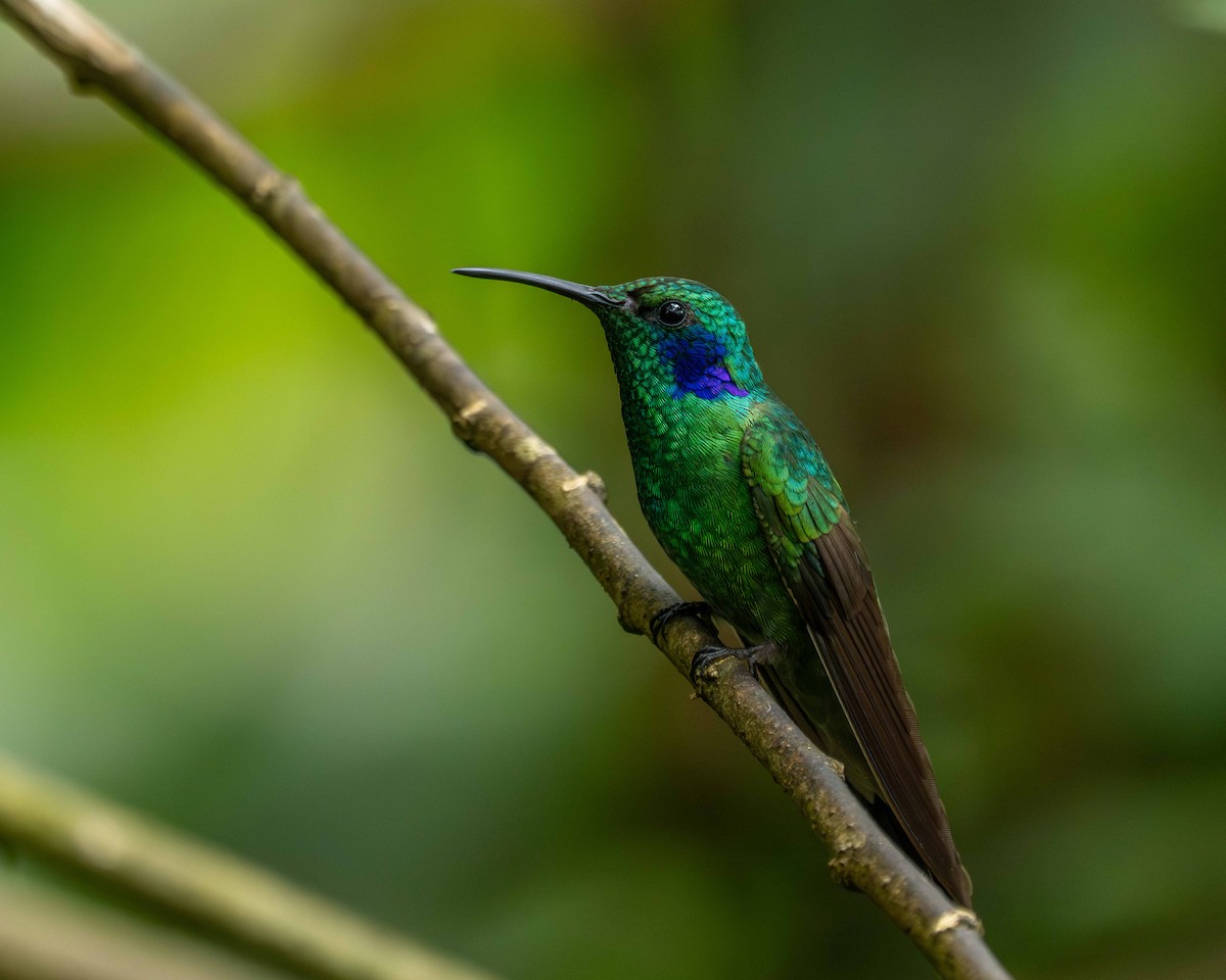 kolibřík modrouchý - ML638565756