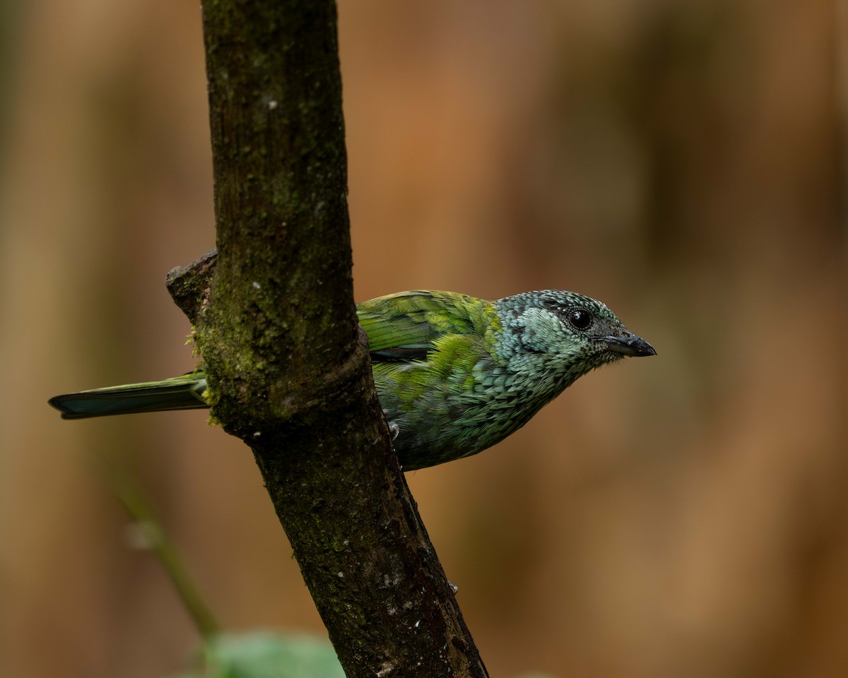 Black-capped Tanager - ML638565776