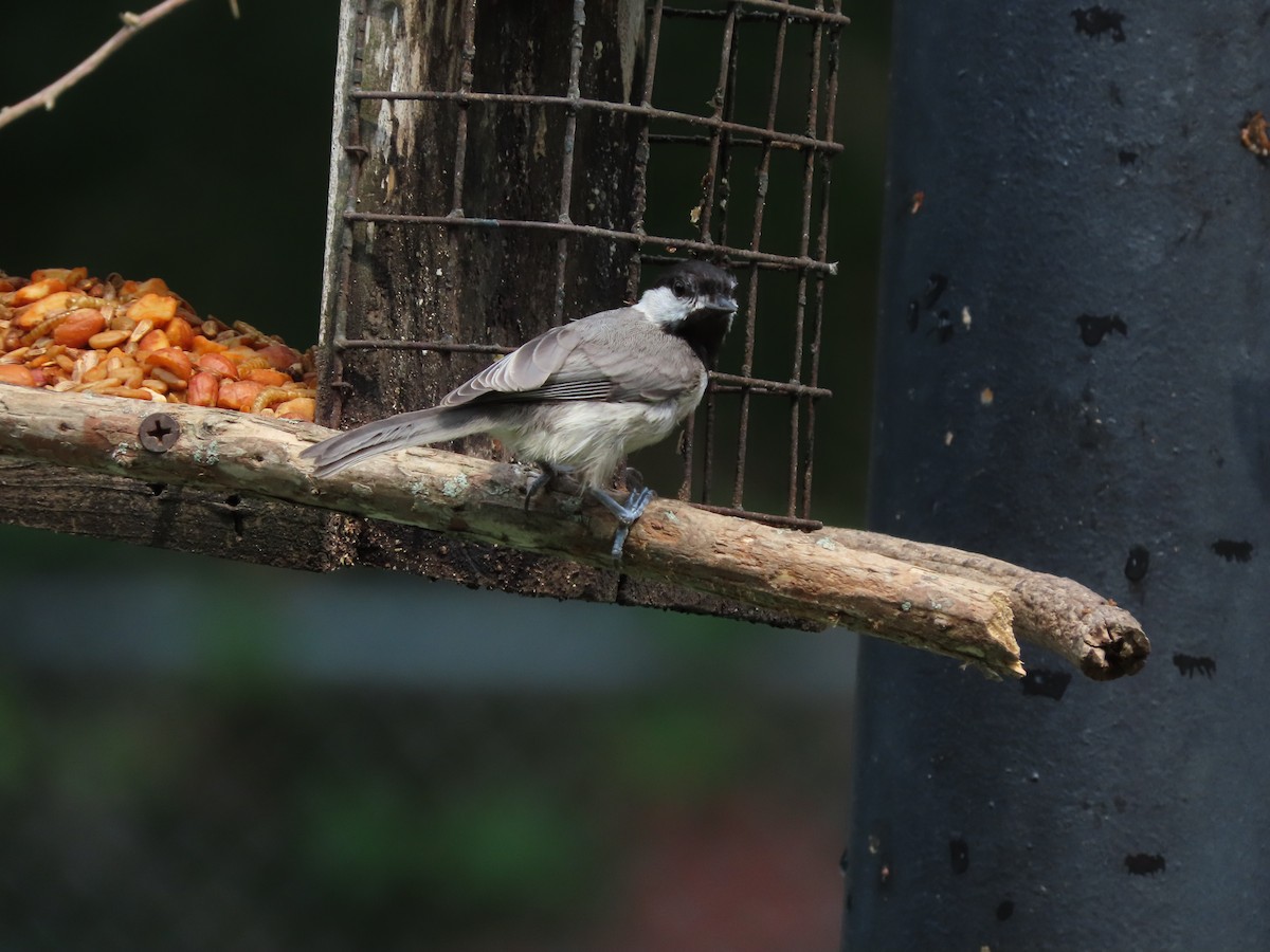 Carolina Chickadee - ML638565780