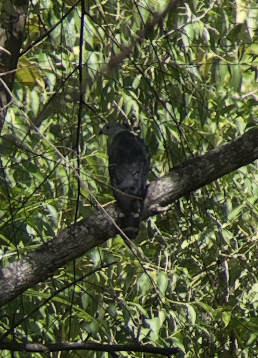 Gray-headed Kite - ML638565783