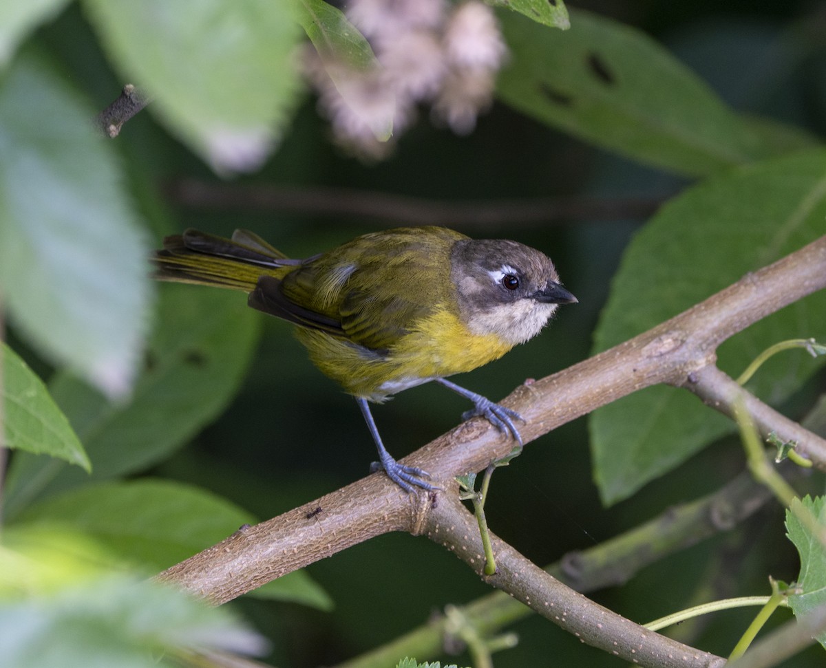 Common Chlorospingus - ML638565793