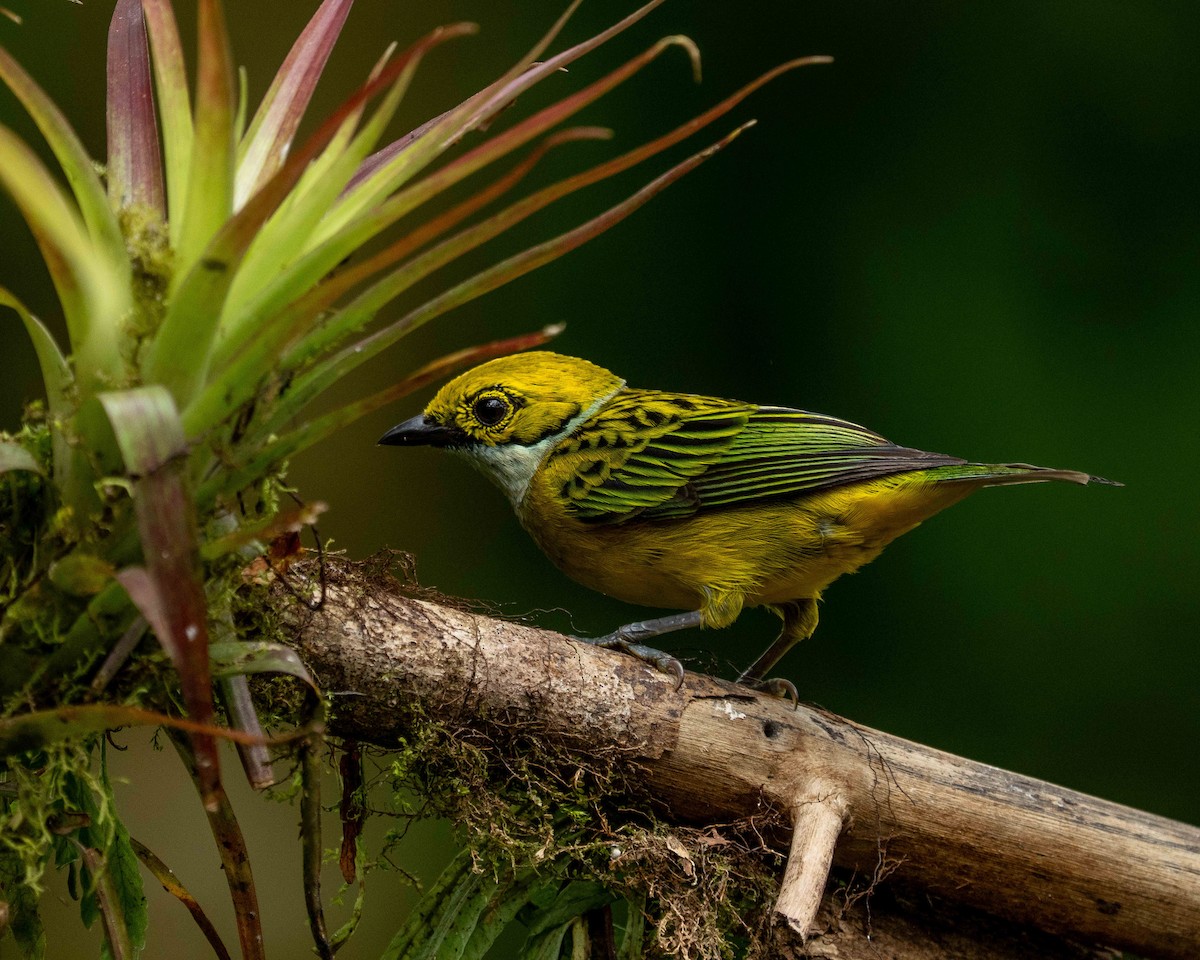 Silver-throated Tanager - ML638565831