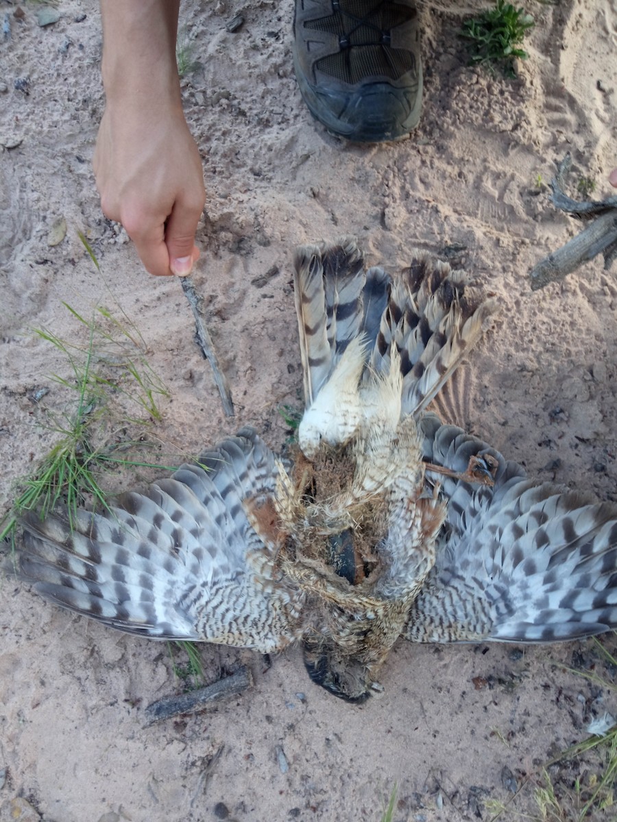 Eurasian Sparrowhawk - ML638565832