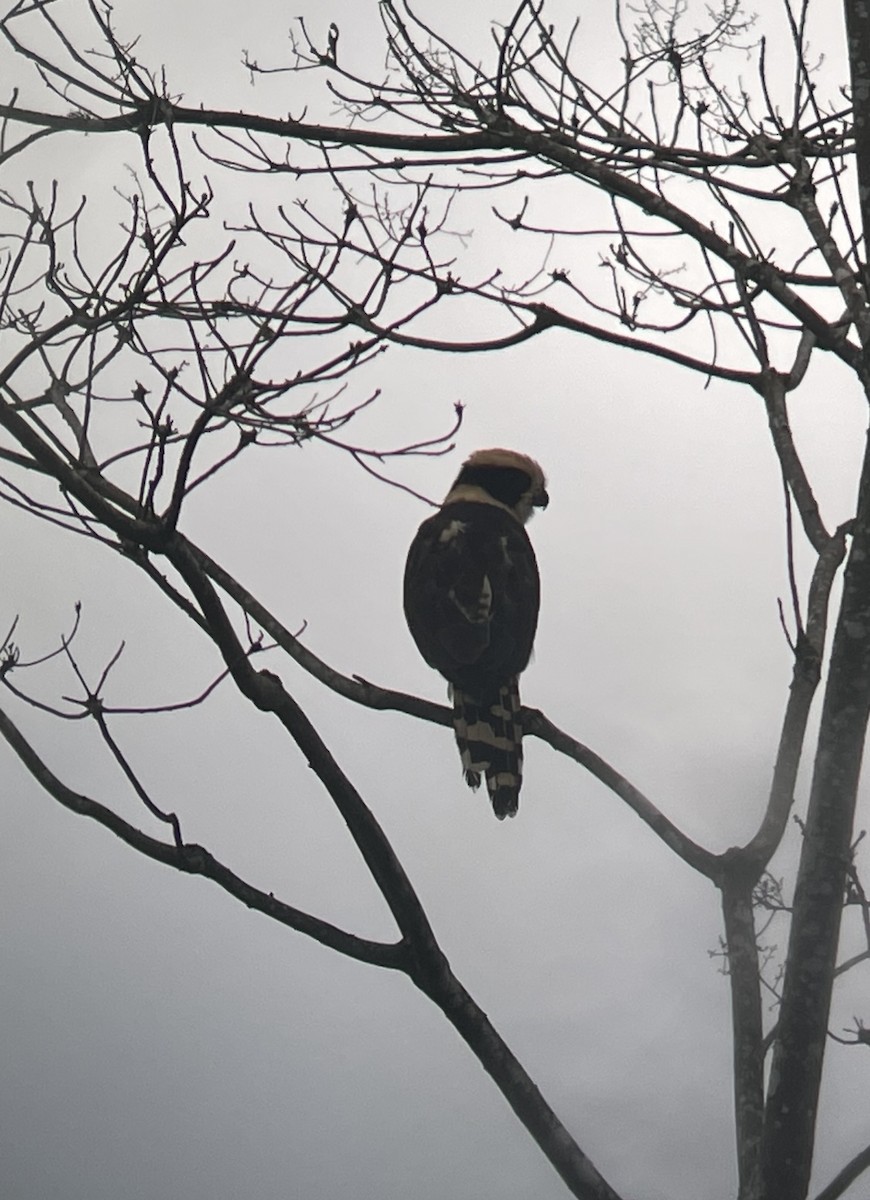 Laughing Falcon - ML638565833