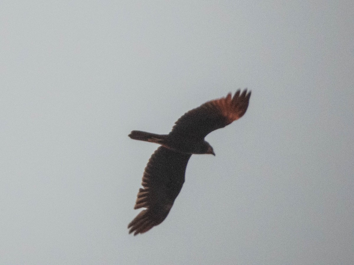 European Honey-buzzard - ML638565846