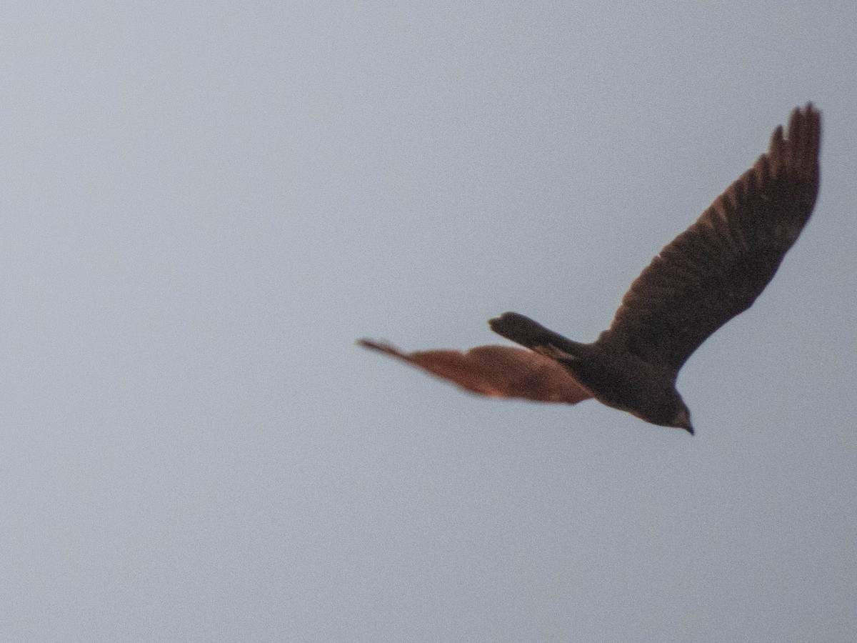 European Honey-buzzard - ML638565848