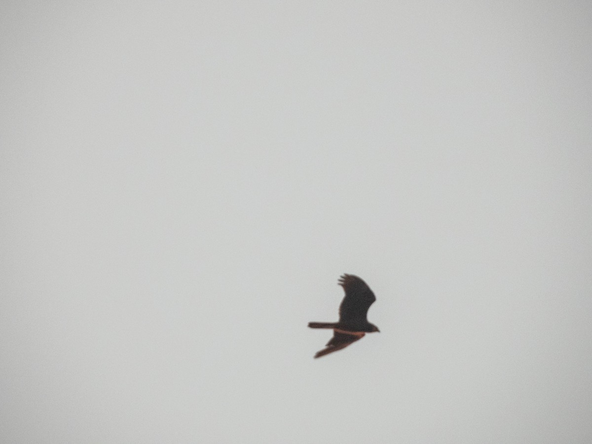 European Honey-buzzard - ML638565849