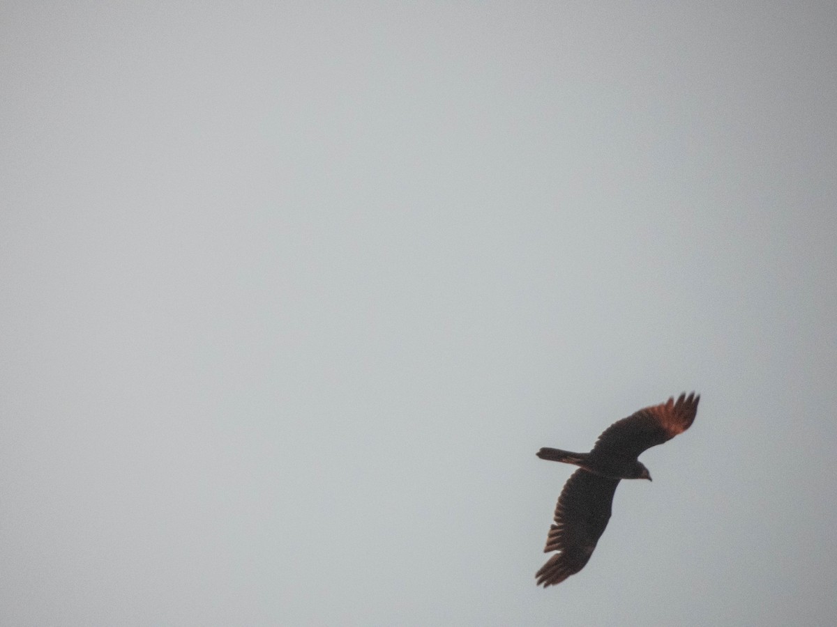 European Honey-buzzard - ML638565850