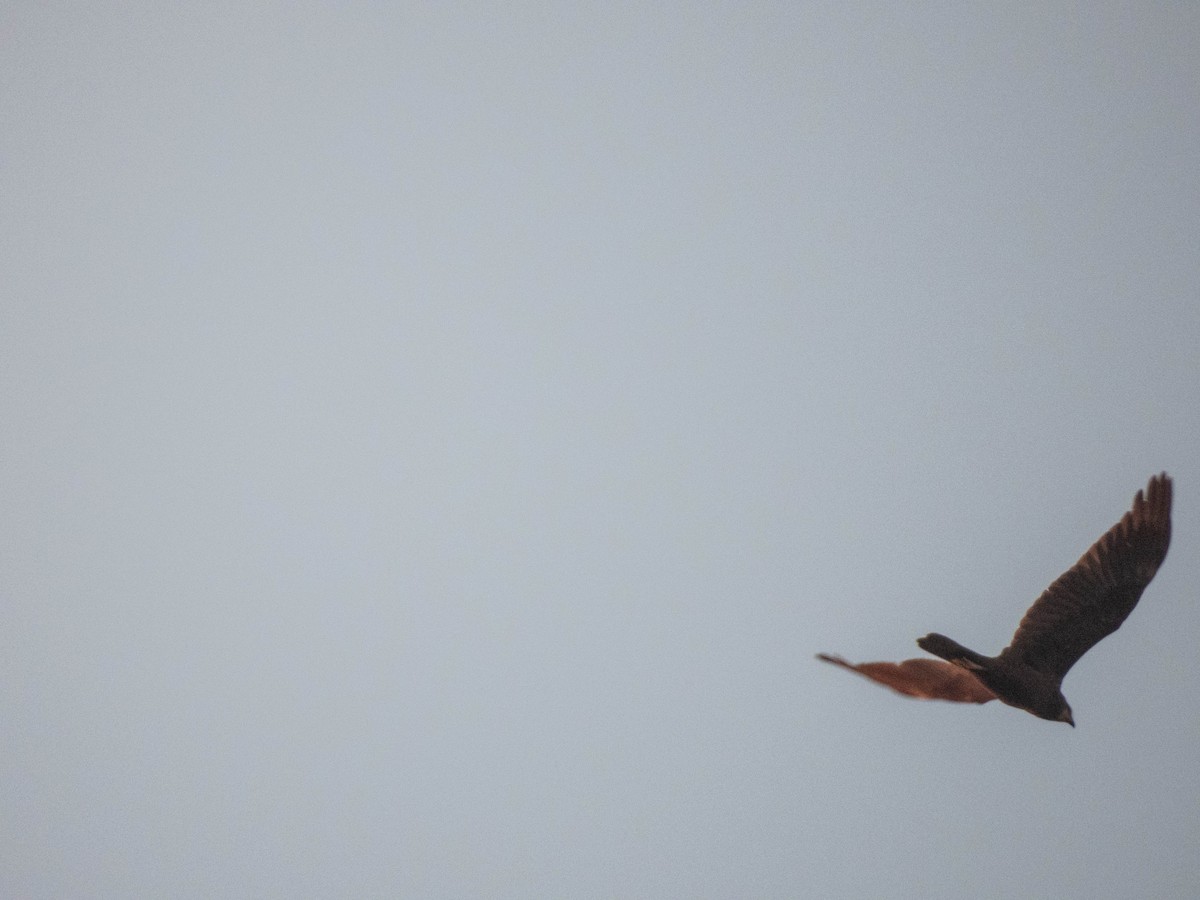 European Honey-buzzard - ML638565851