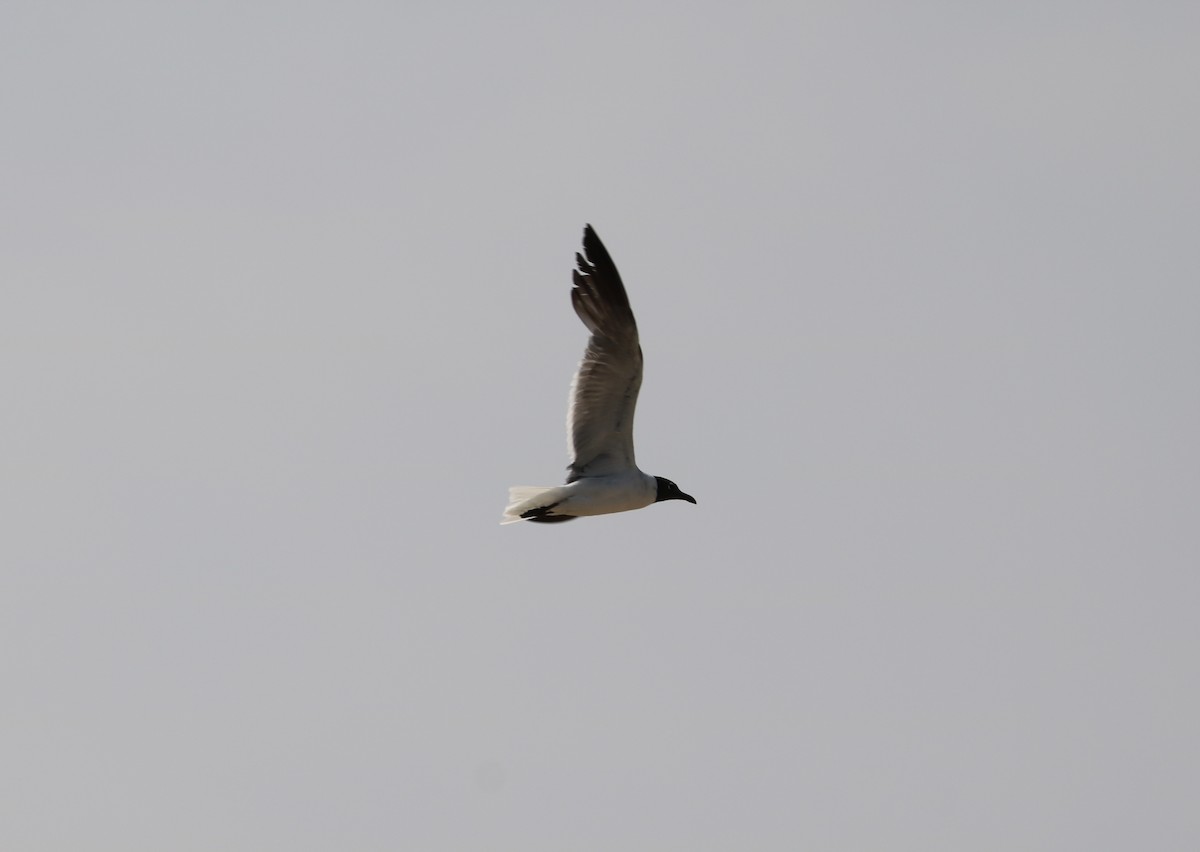 Laughing Gull - ML638565852