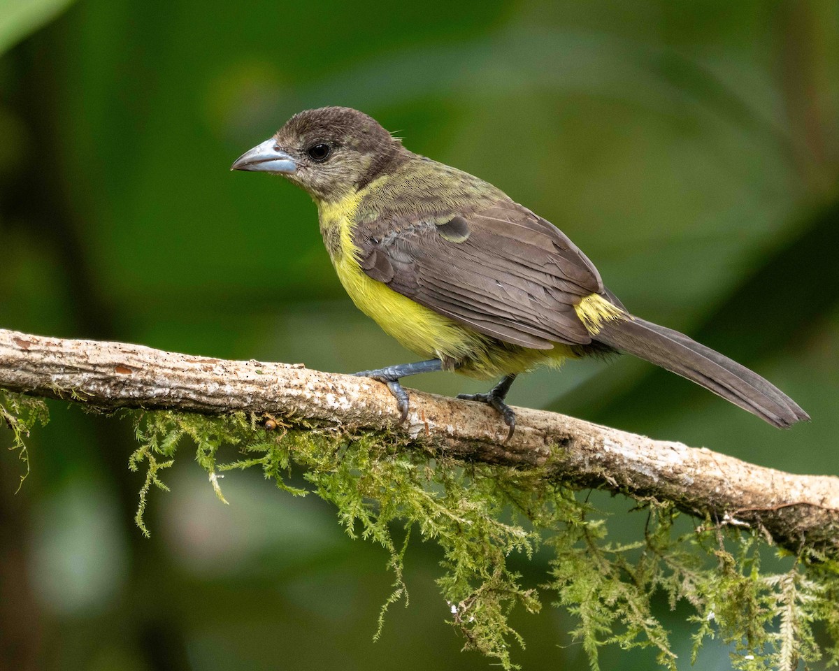 Flame-rumped Tanager - ML638565858