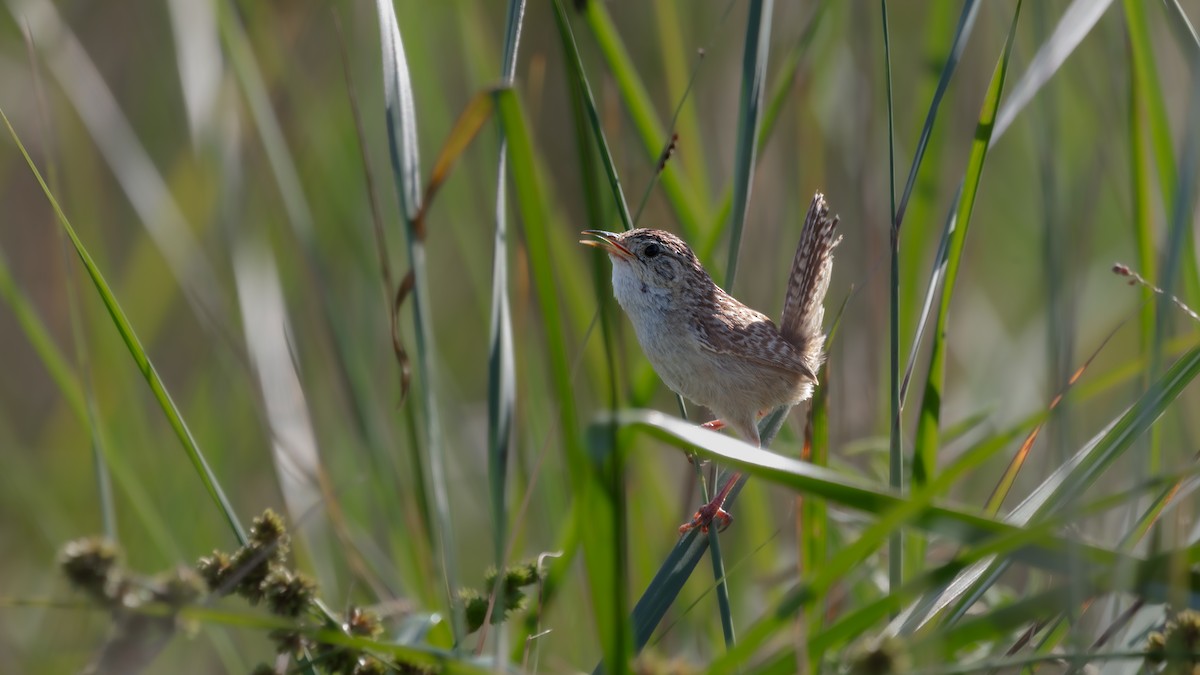 Grass Wren - ML638565859