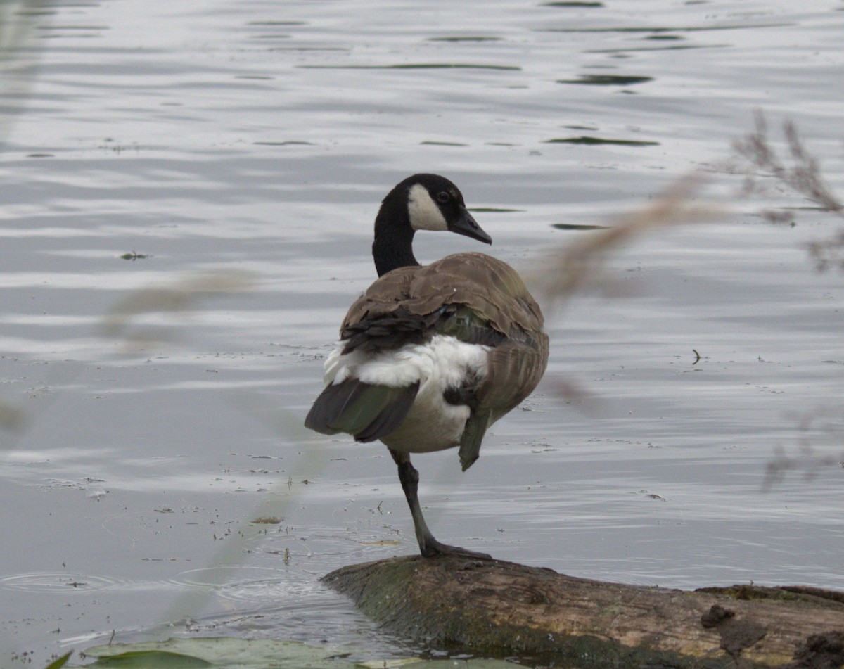 Canada Goose - ML638565860