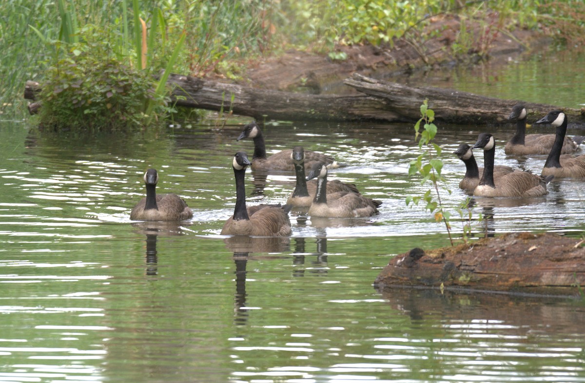 Canada Goose - ML638565861
