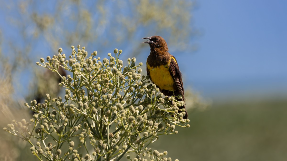 Brown-and-yellow Marshbird - ML638565869