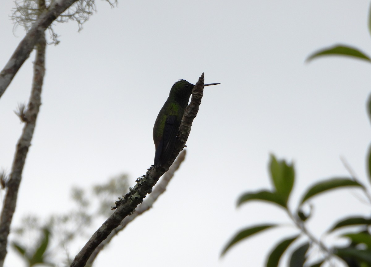Copper-rumped Hummingbird - ML638565908