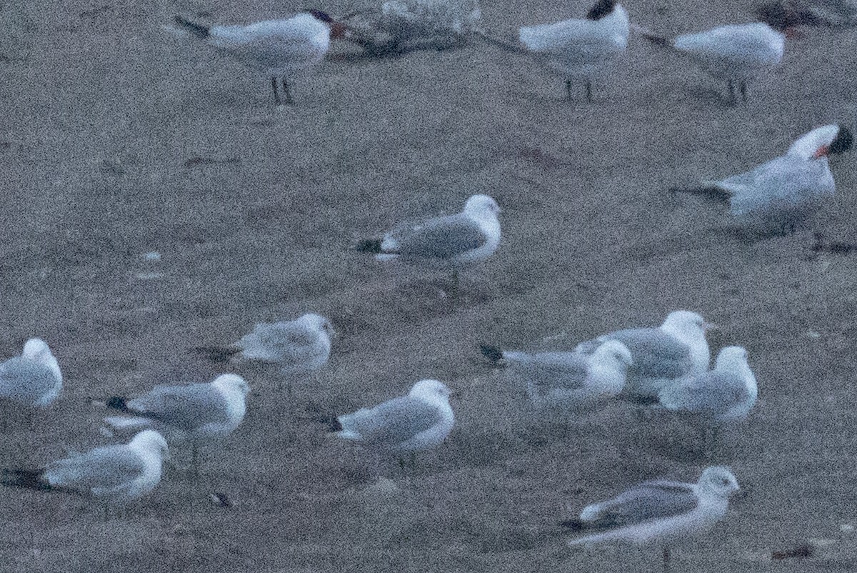 Common Gull - ML638565937