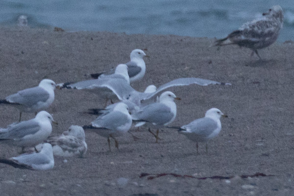 Common Gull - ML638565941