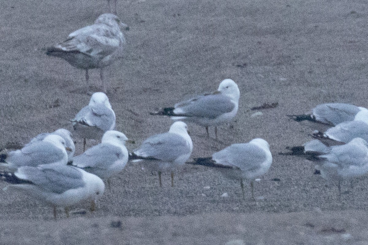 Common Gull - ML638565942