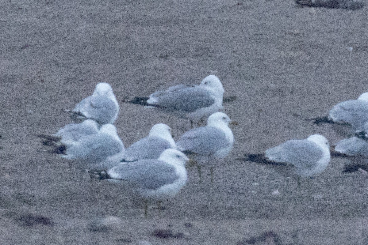 Common Gull - ML638565943
