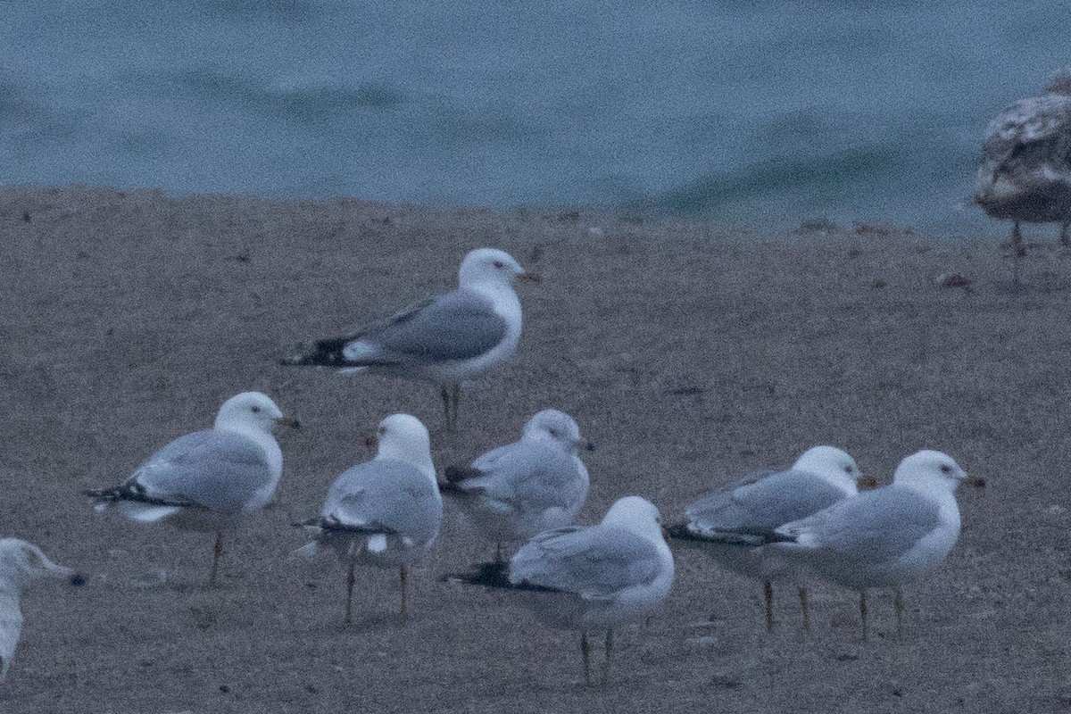 Common Gull - ML638565944