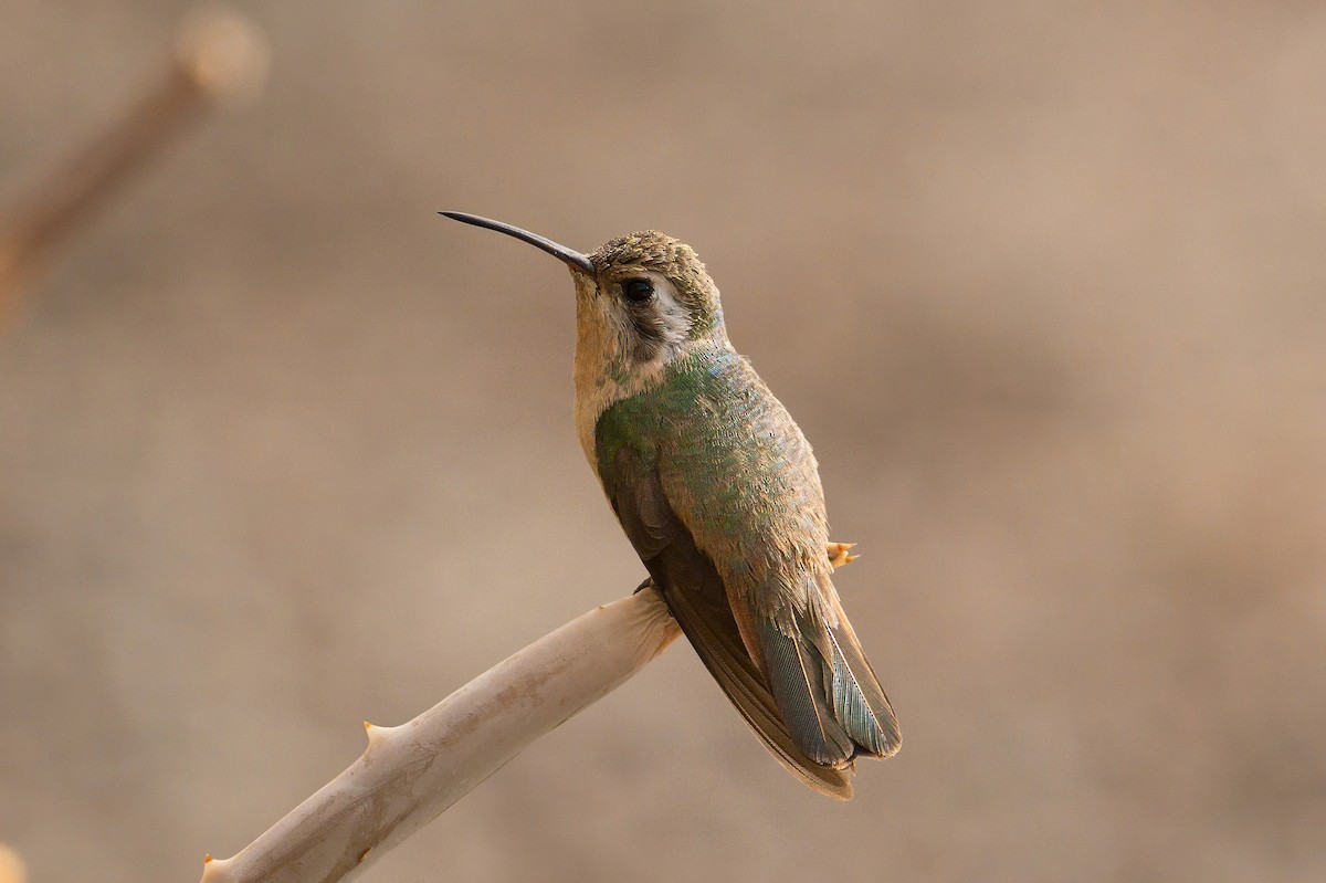 Xantus's Hummingbird - ML638565961