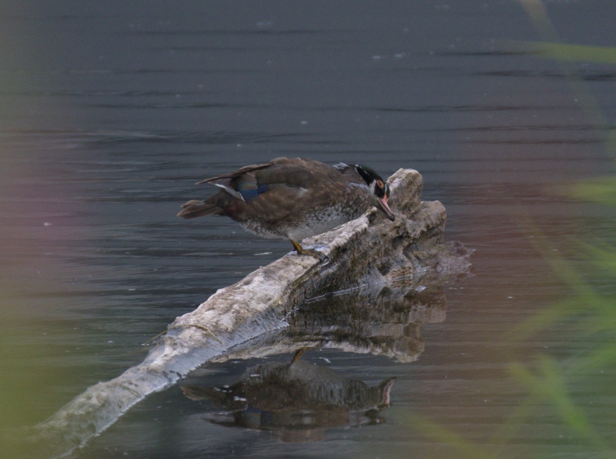 Wood Duck - ML638565997