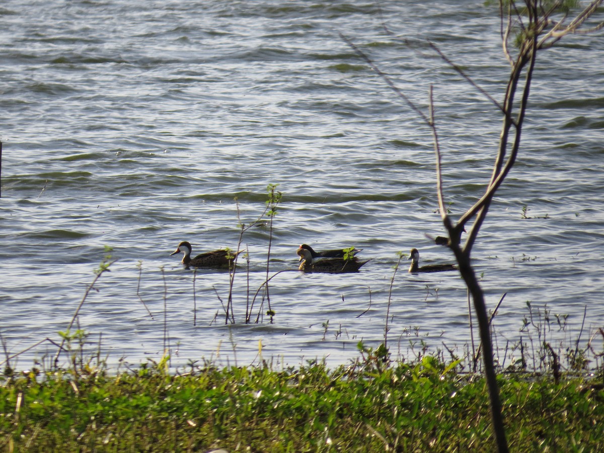 Yellow-billed Pintail - ML638566025