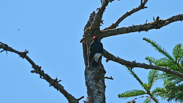 Acorn Woodpecker - ML638566027