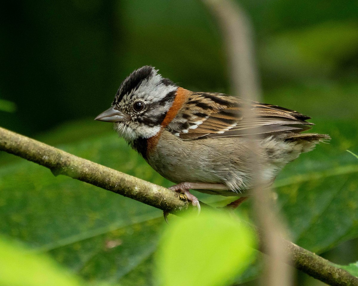 Rufous-collared Sparrow - ML638566057