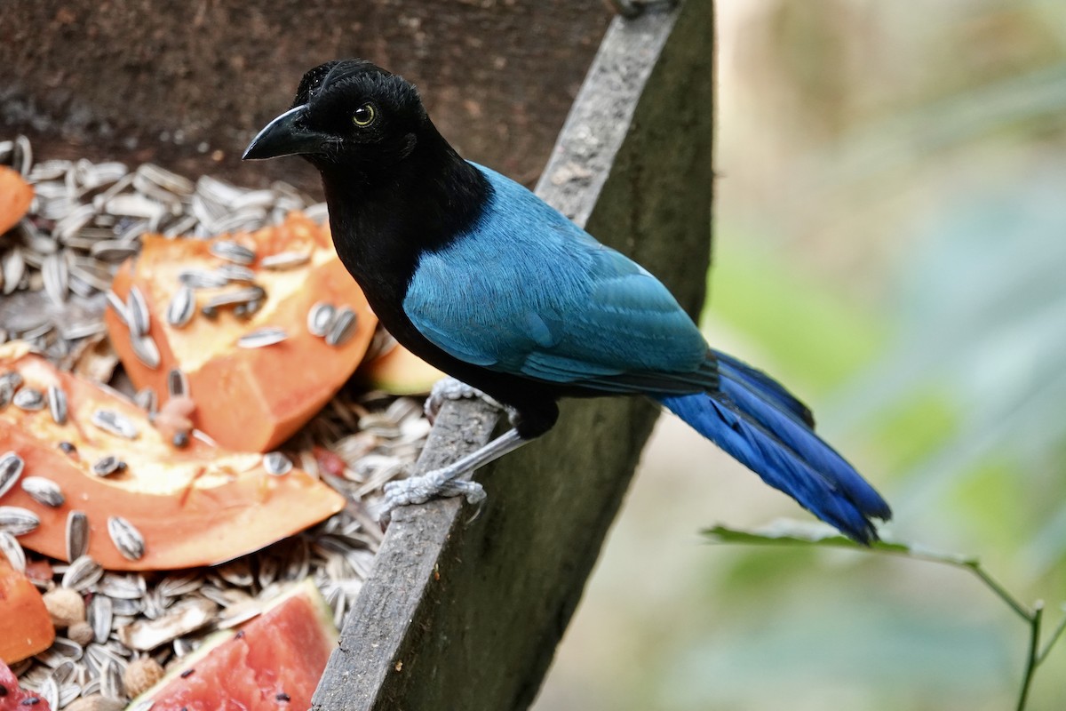 San Blas Jay - ML638566058