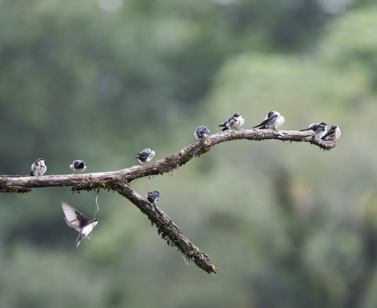 Blue-and-white Swallow - ML638566097