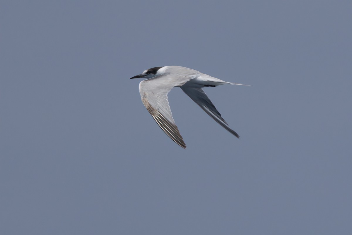 Common Tern - ML638566111