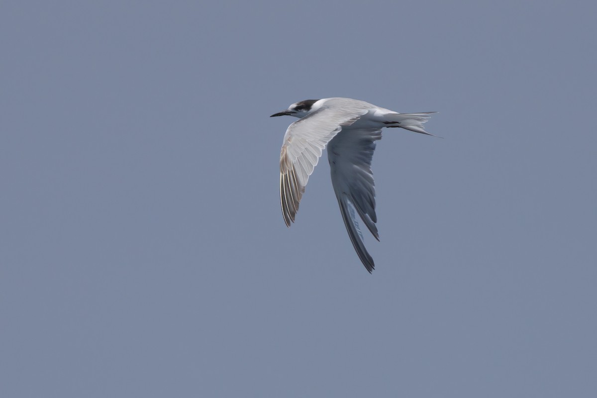 Common Tern - ML638566113