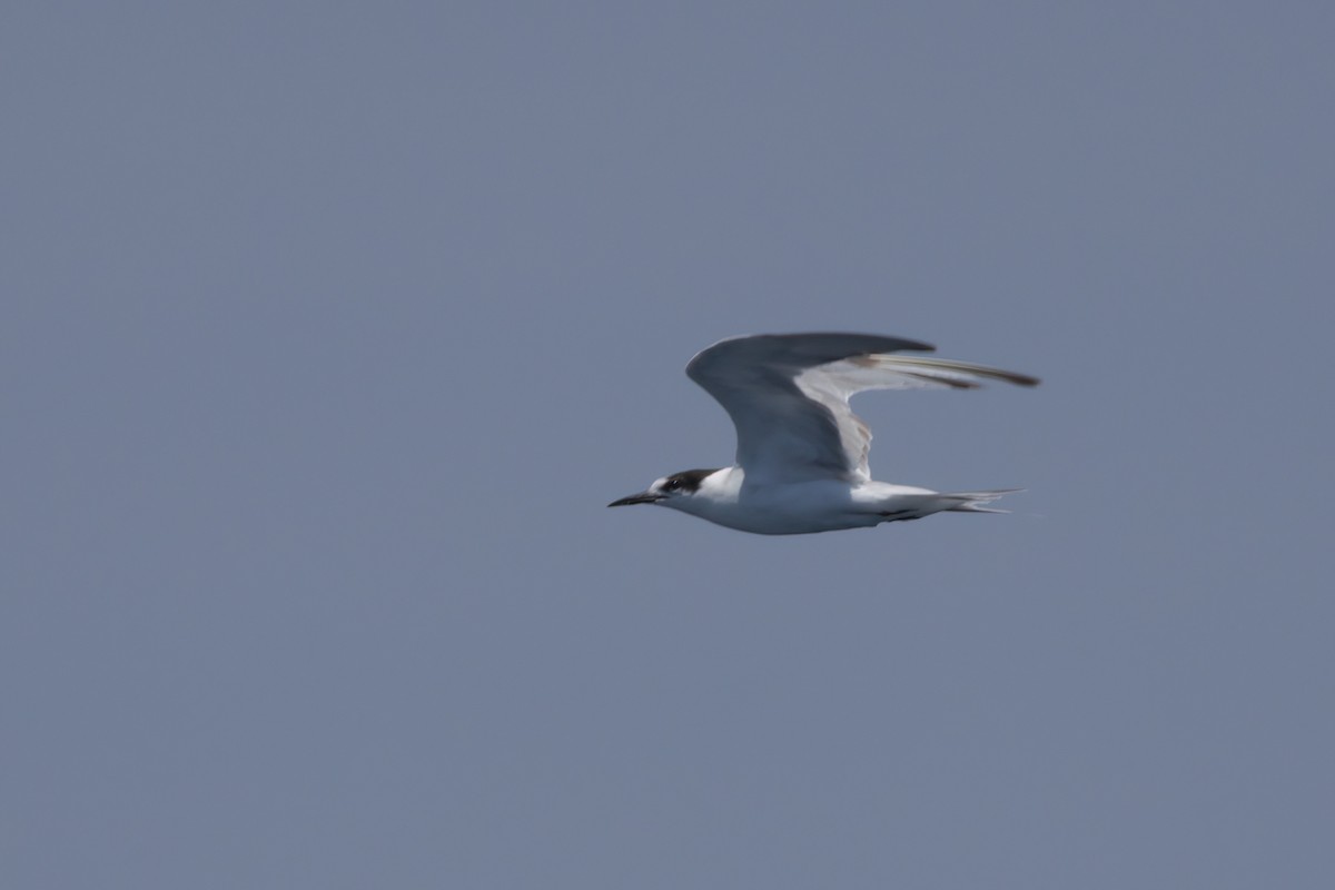Common Tern - ML638566114