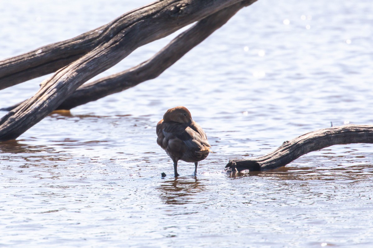 Common Pochard - ML638566115