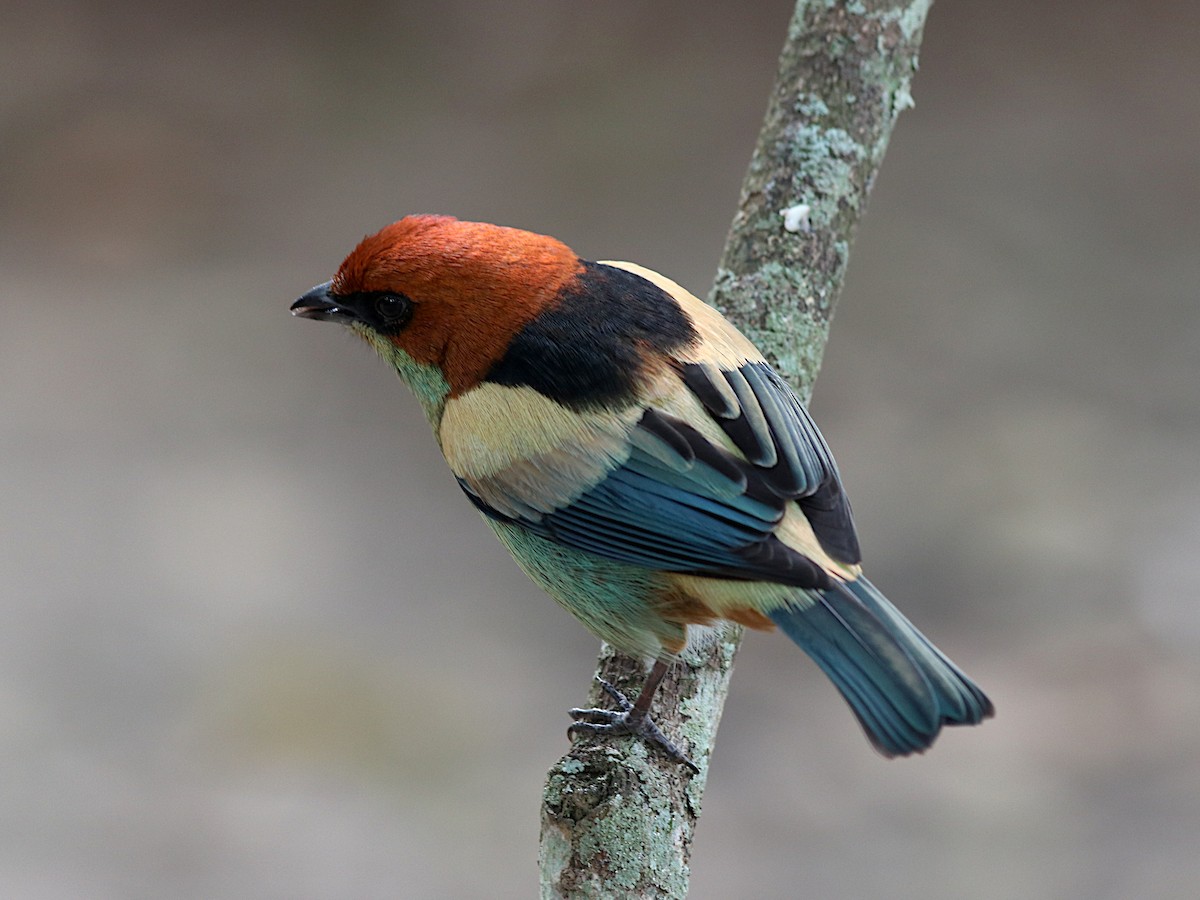 Black-backed Tanager - ML638566117