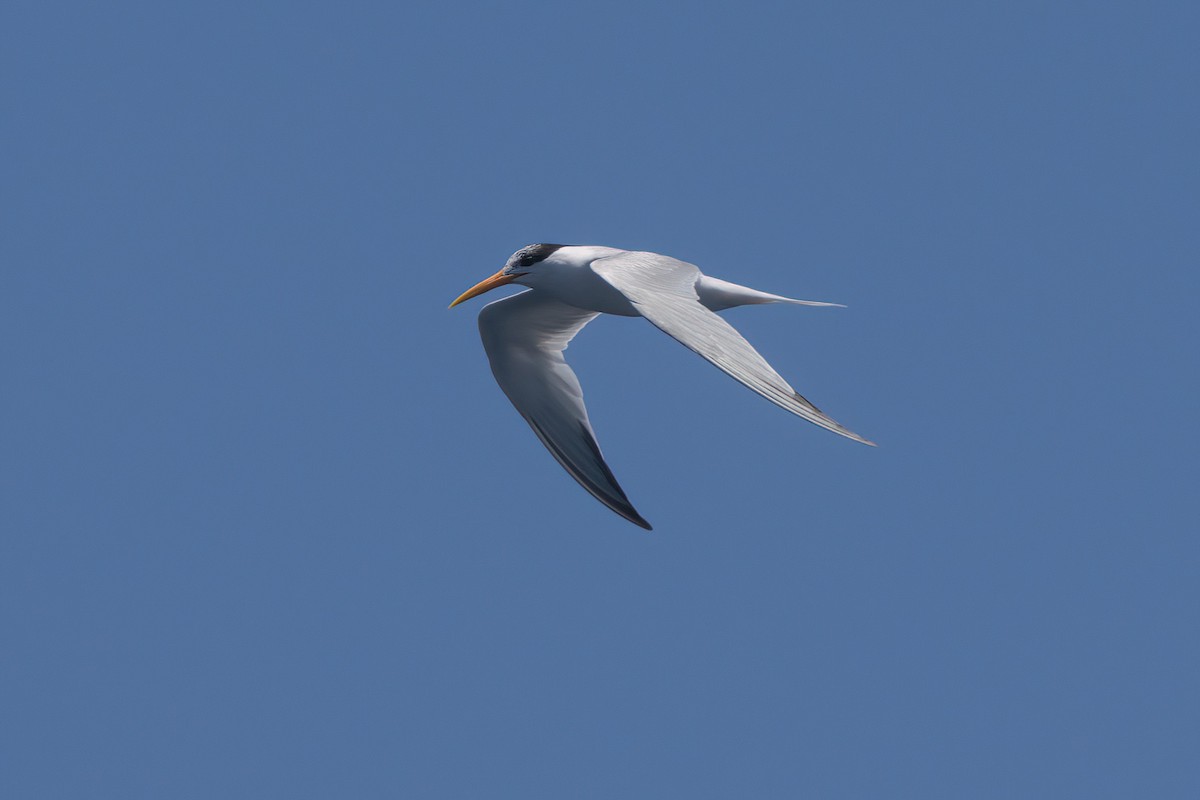 Elegant Tern - ML638566118