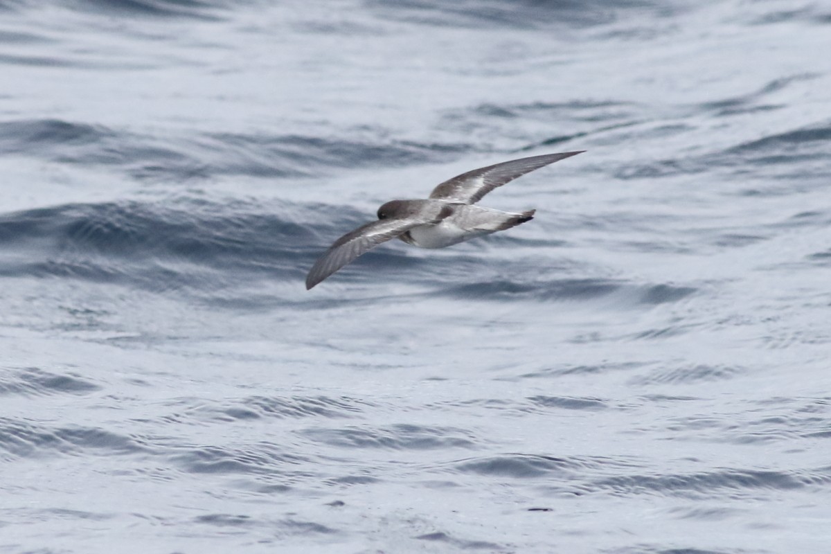 Gray-backed Storm-Petrel - ML638566119