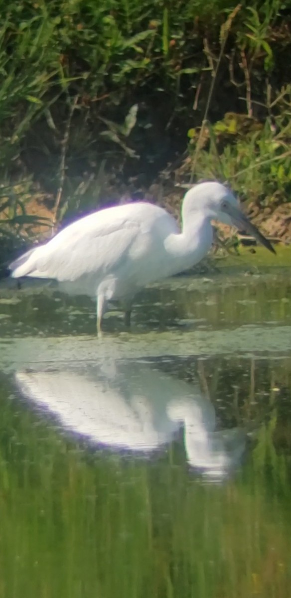 Little Blue Heron - ML638566120