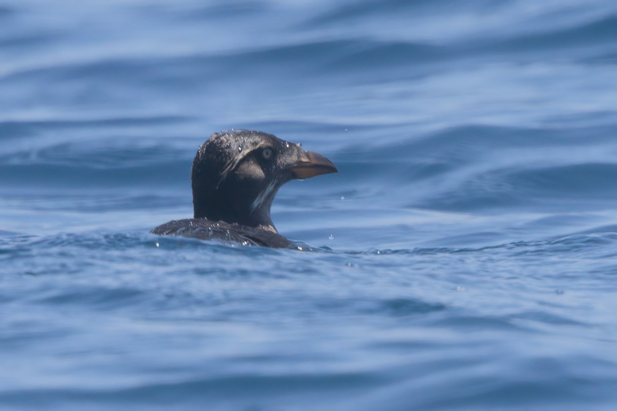 Rhinoceros Auklet - ML638566121