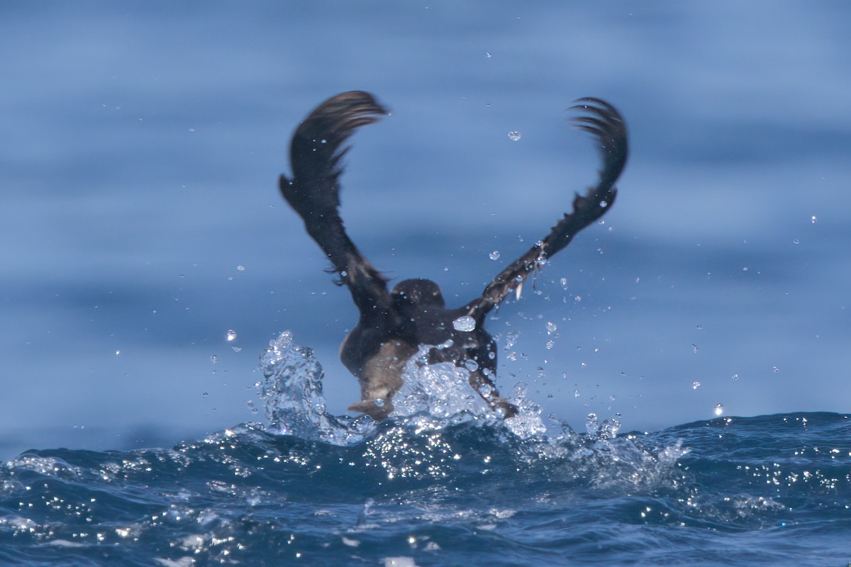 Rhinoceros Auklet - ML638566122