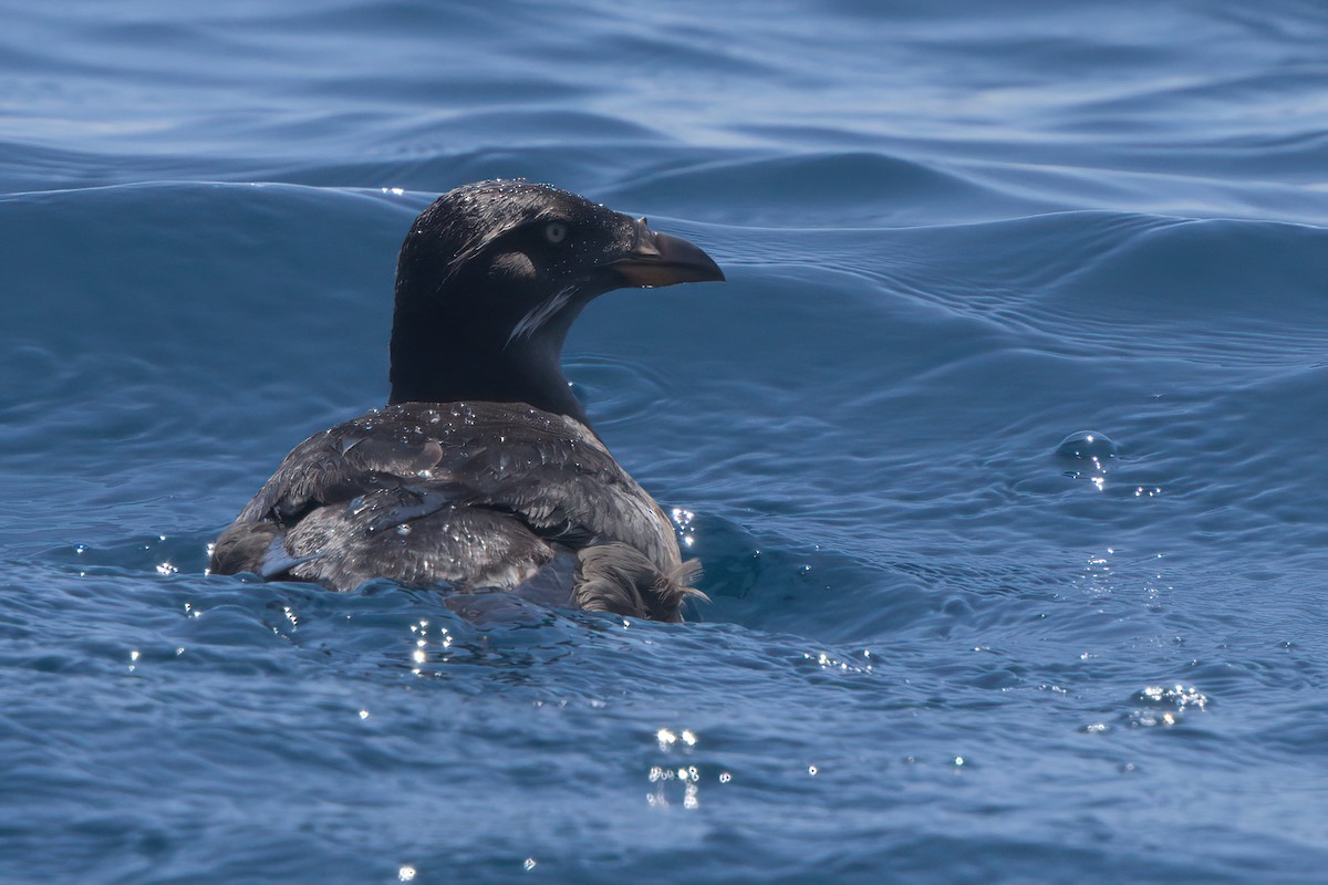 Rhinoceros Auklet - ML638566123