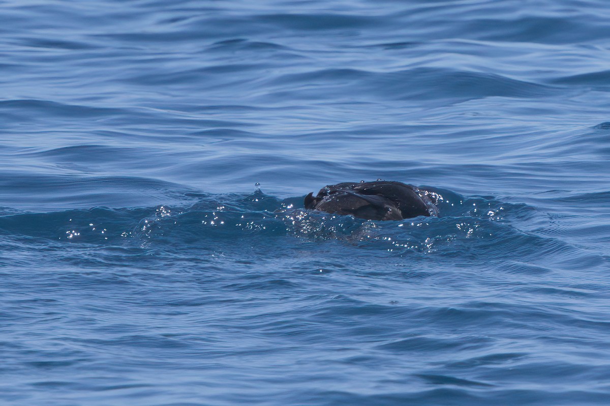Rhinoceros Auklet - ML638566124