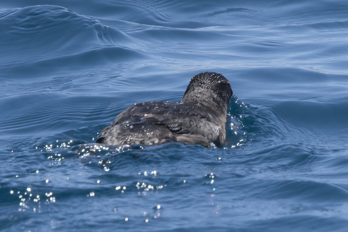 Rhinoceros Auklet - ML638566125