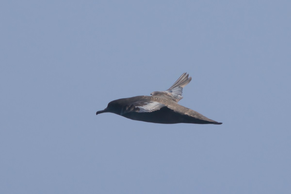 Sooty Shearwater - ML638566126