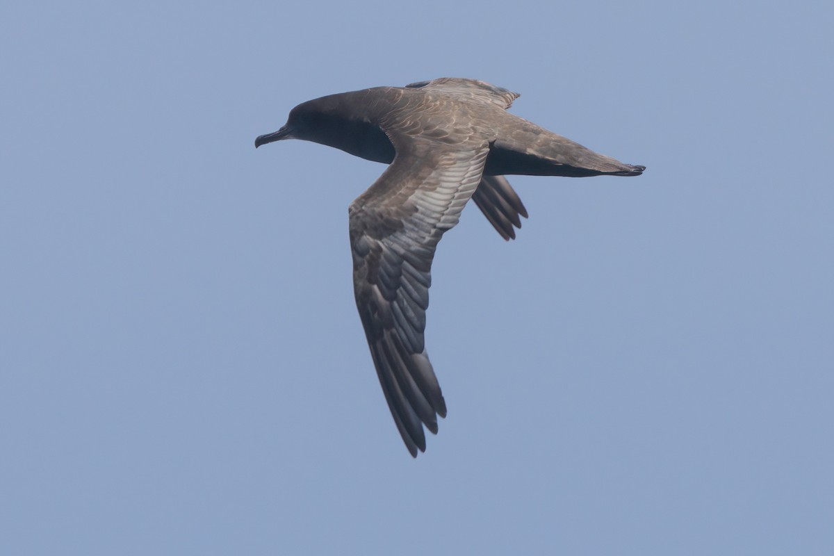 Sooty Shearwater - ML638566127